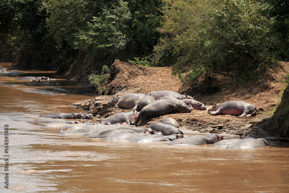 Fototapeta premium Hippo in Mara River - Kenya
