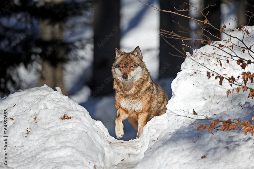 Naklejka premium gray wolf, grey wolf, canis lupus