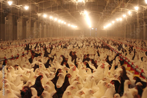 Chicken farm, poultry production