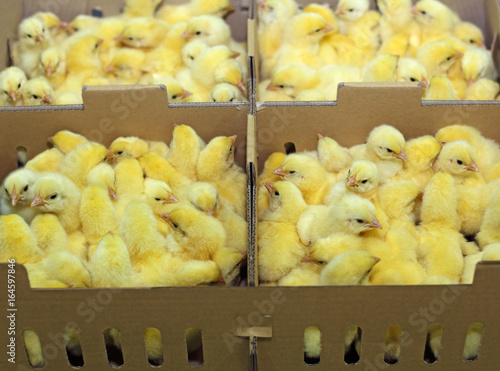 Baby chicken in farm hatchery, sorting and packing small chicks in boxes