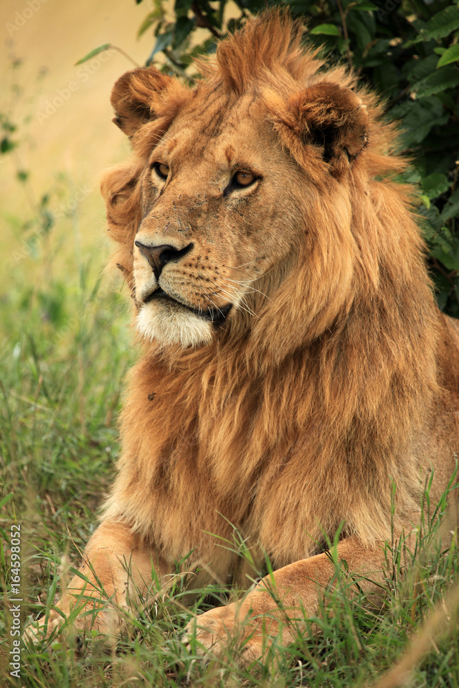 Obraz premium Male Lion - Kenya