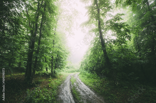 road through green forest on rainy day