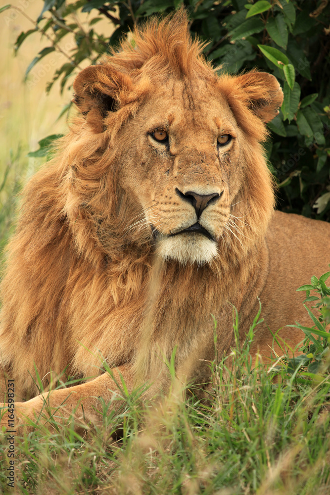 Fototapeta premium Male Lion - Kenya
