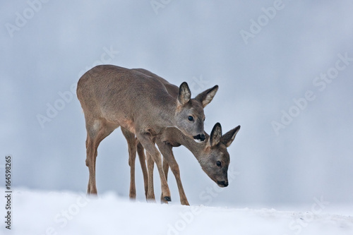 european roe deer  capreolus capreolus