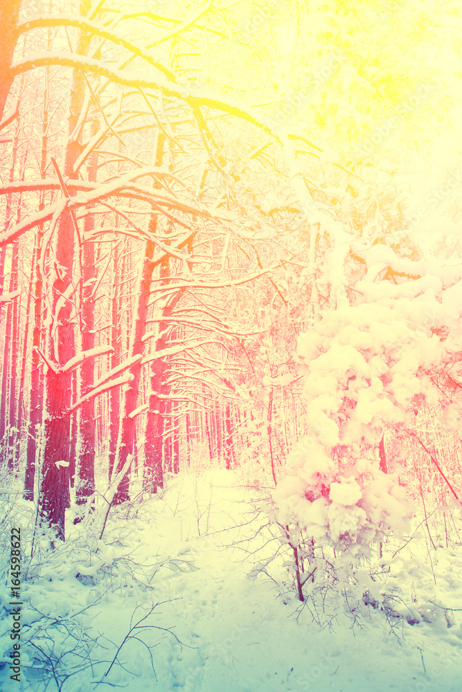 Pine snowy forest in winter at sunset. Yellow red blue gradient color