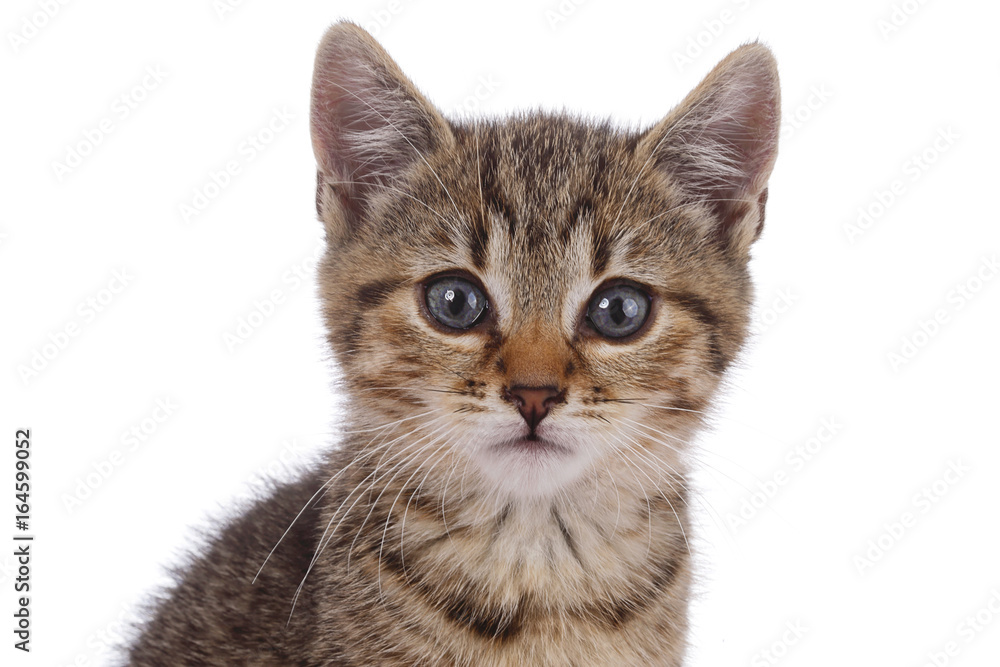 portrait chaton tigré sur fond blanc portrait chaton tigré sur fond blanc