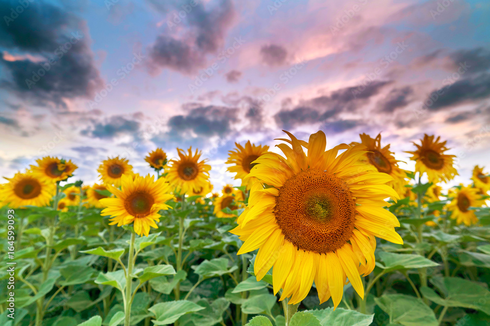 Fototapeta premium Sonnenblumen zum Sonnenuntergang