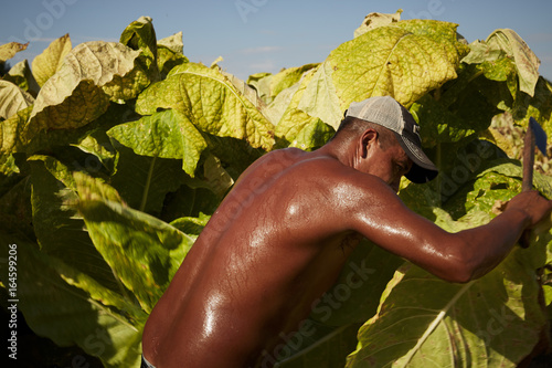 Portrait of Mexican migrant worker, harvesting tobacco in Kentucky. photo