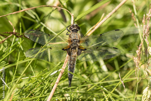 European Four-spotted Chaser dragonfly, Libellula quadrimaculata sitting in green surroundings