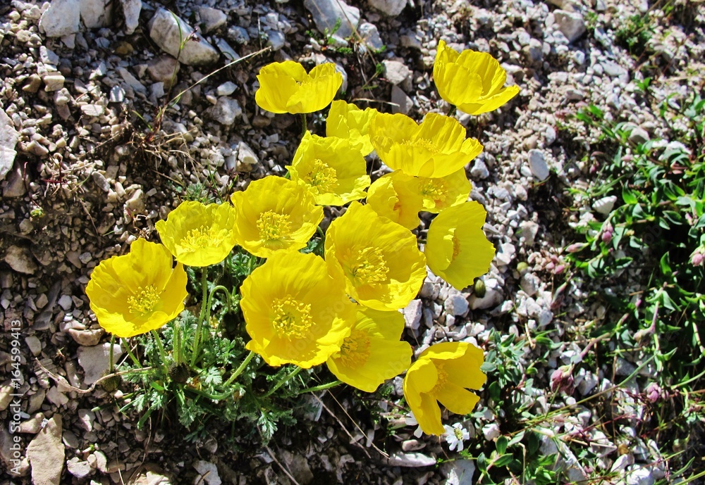 Fototapeta premium Alpen-Mohn