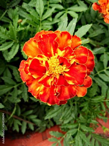 Marigold on green background, close up view. Vertical photo. © cosmosquirrel