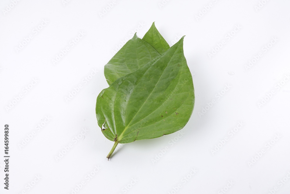 Fototapeta premium Betel leaf of Indian subcontinent