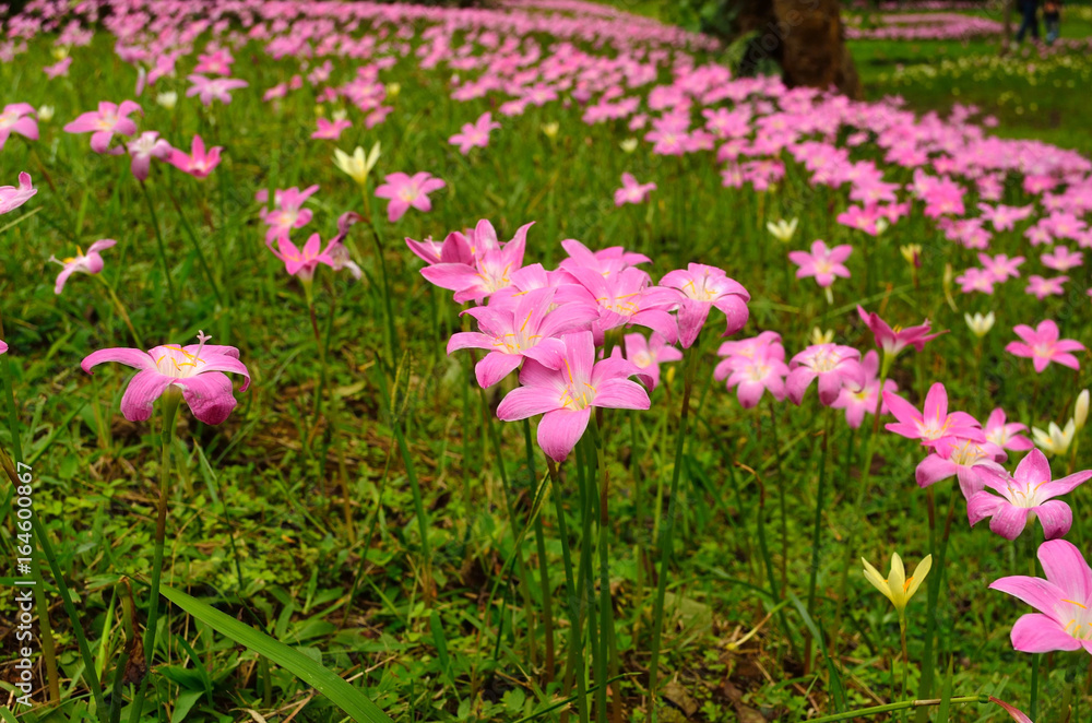 pink flowers filed pink flowers filed