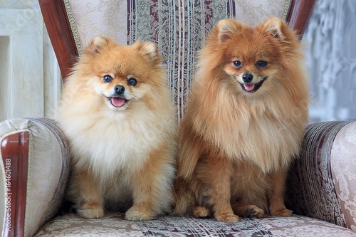 Two pretty pomeranian puppies are sitting in a large armchair.