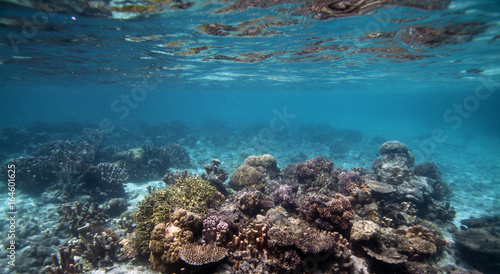underwater world- coral reef on shallow waters