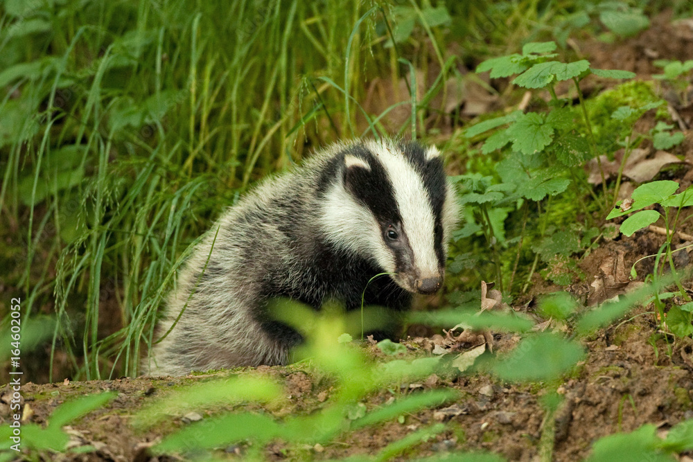 european badger , meles meles, Czech republic european badger , meles meles, Czech republic