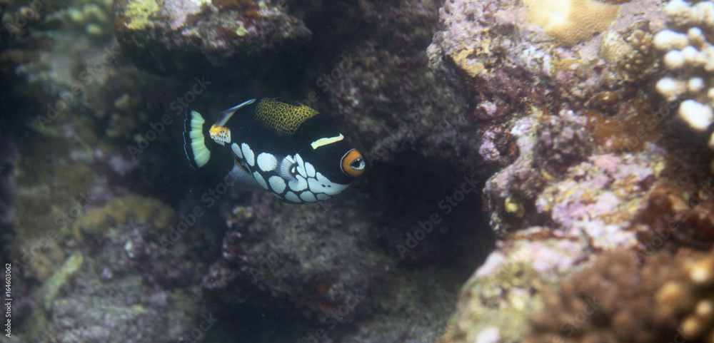 Fototapeta premium underwater world - clown triggerfish