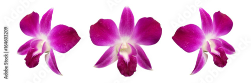 Purple orchid isolated on white background clipping path included