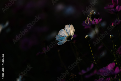 cosmos flower in the dark background, low light