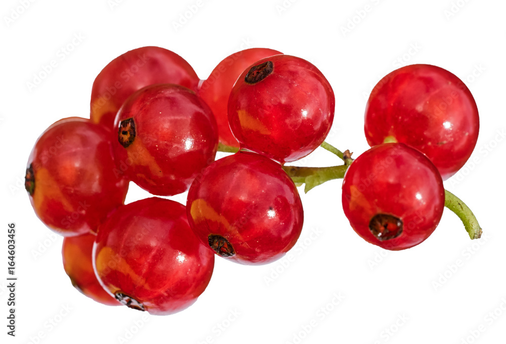 red currants branch isolated on white background
