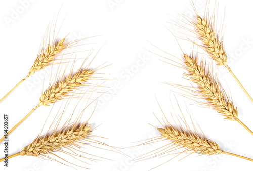 dry ears of wheat grain isolated on white background