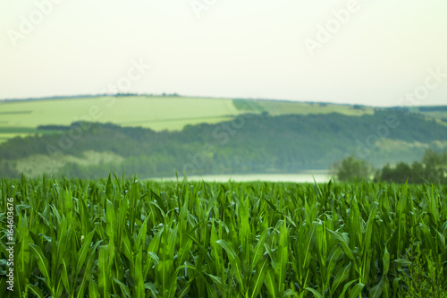 Green field with corn. Blue cloudy sky. Sunrise on the horizon