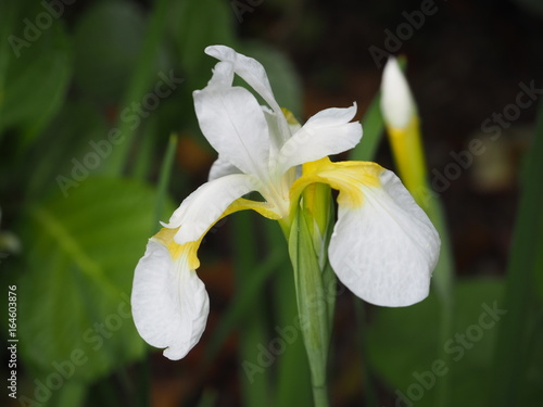 Fototapeta Naklejka Na Ścianę i Meble -  Japanese White Iris flower photograph OLYMPUS DIGITAL CAMERA