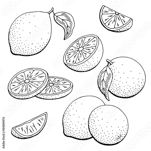 Lime fruit graphic black white isolated sketch illustration vector