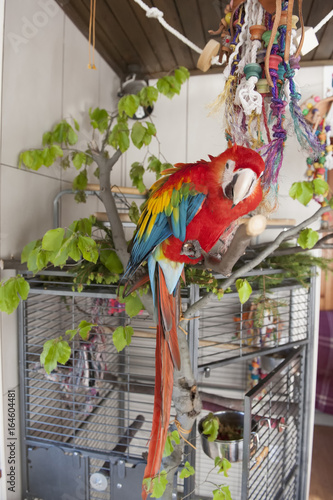 Playful parrot