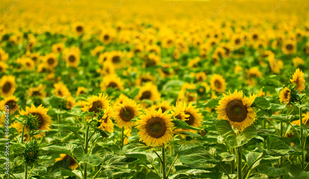 Obraz premium Sunflowers garden. Sunflowers have abundant health benefits. Sunflower oil improves skin health and promote cell regeneration