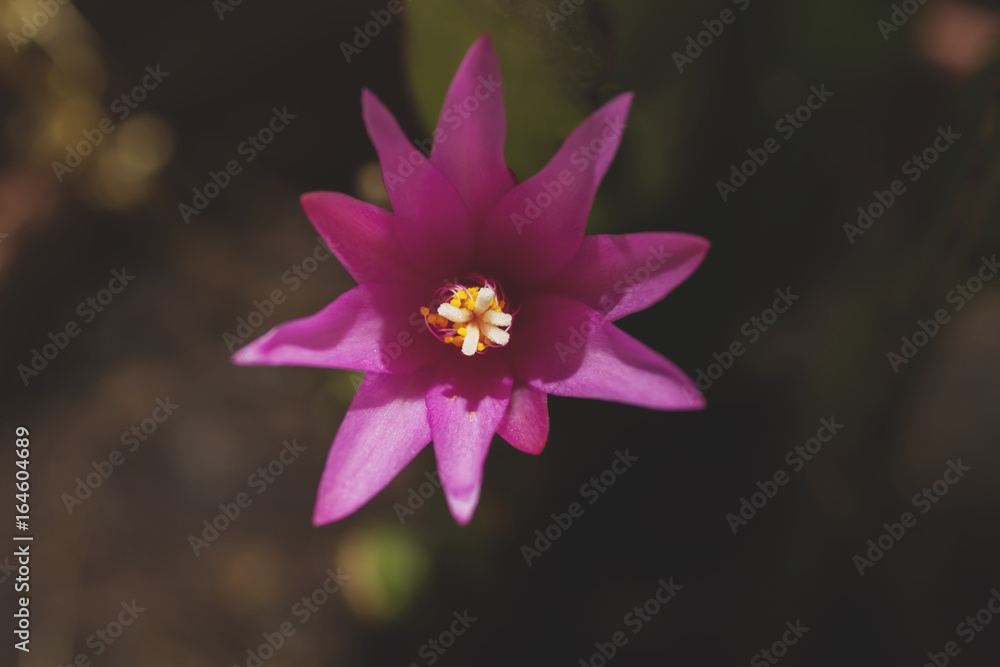 Fototapeta premium haitora rosea pink flower close up