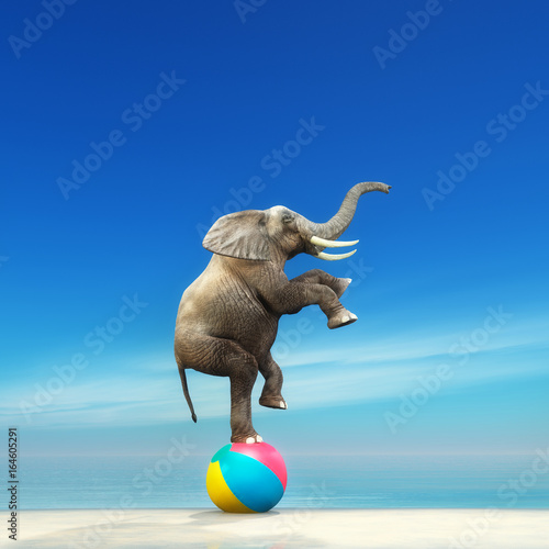 Fototapeta Słoń na piłce plażowej