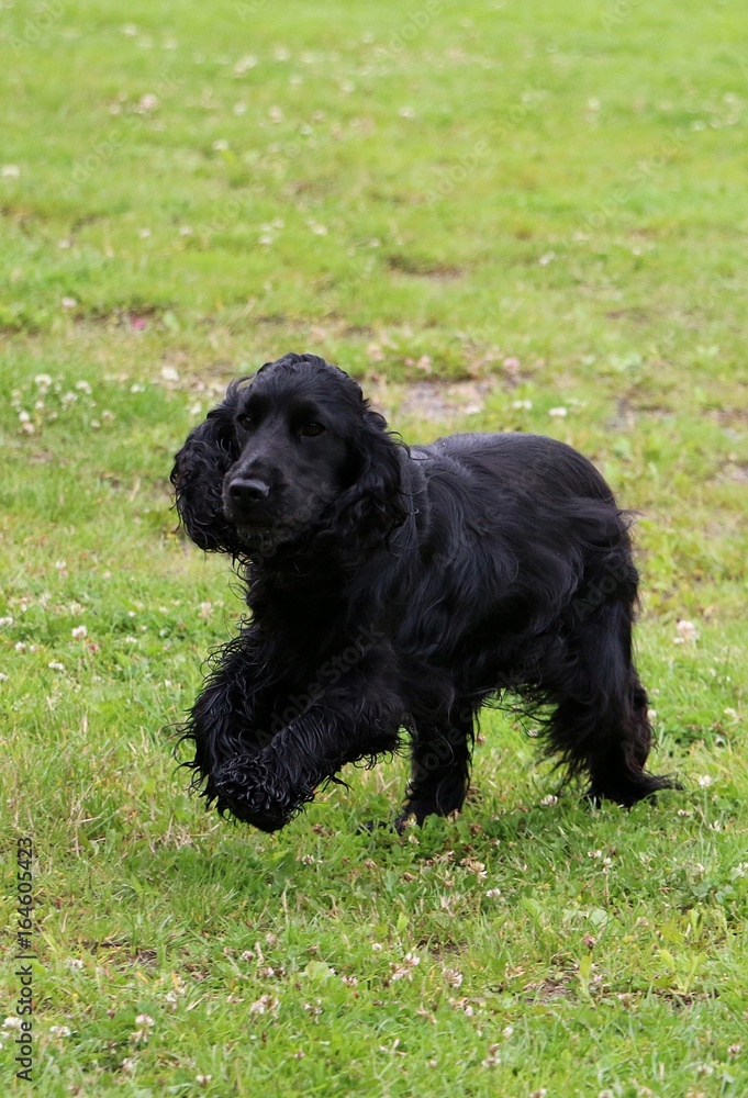 schwarzer cocker spaniel läuft durch den garten