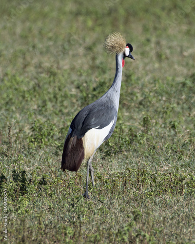 Crane in Africa