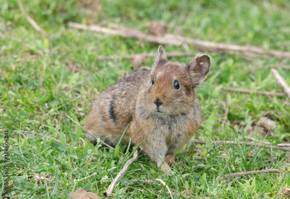 A Himalayan Pika at Auli in Uttarakhand, India A Himalayan Pika at Auli in Uttarakhand, India