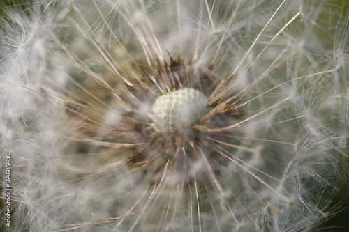  Single dandelion on summer sunset