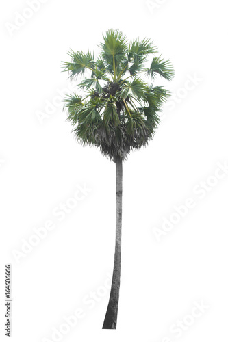 Sugar palm tree isolated on white background © WithanTor