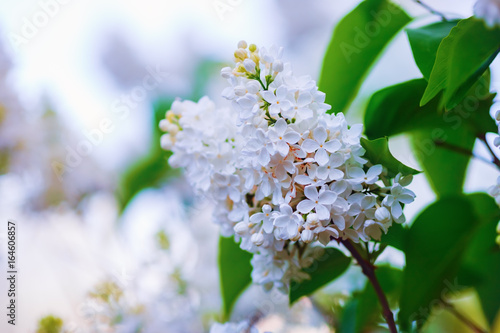 Photo of white lilac flowers and green leaves. Blooming lilac flowers in the garden. Shallow depth of field. Selective focus.
