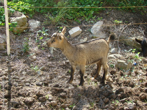 CHEVREAU