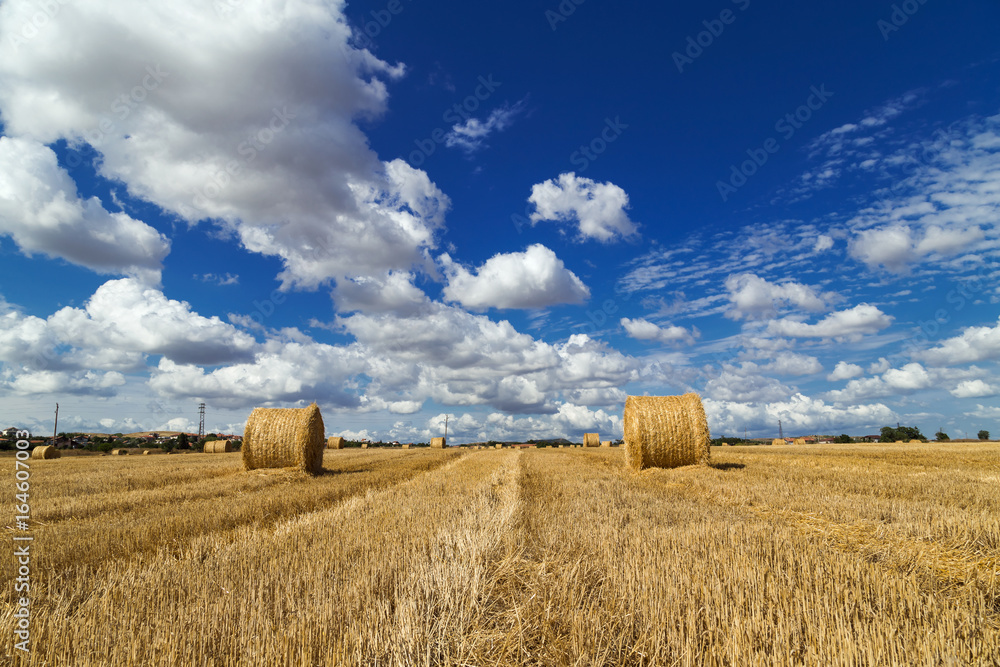 Field with bales of hay in the summer