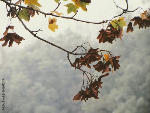Feuilles d'automne © Jonathan