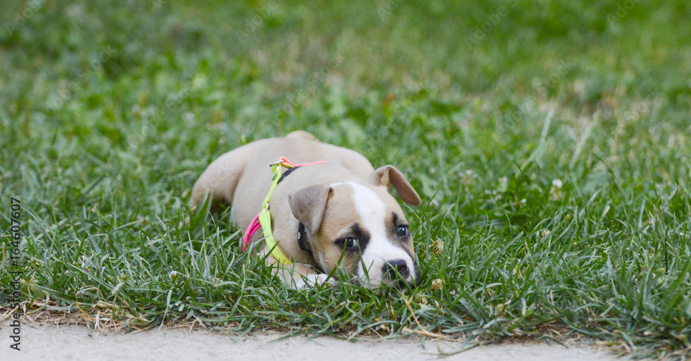 american staffordshire terrier puppy outdoors on a grass