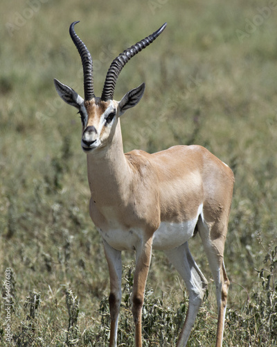 Antelope 4