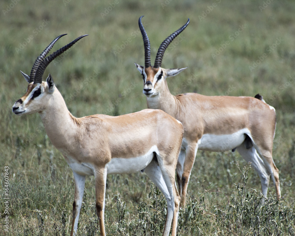 Antelope 2 Antelope 2