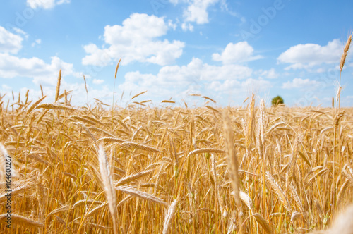 Golden field of cereals