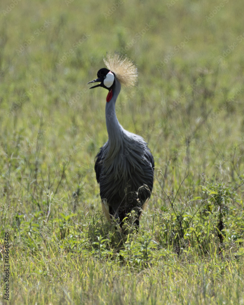 Fototapeta premium Whopping Crane