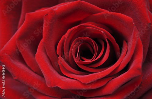 Красная роза крупным планом. Фон, текстура, цветок, флора, природа