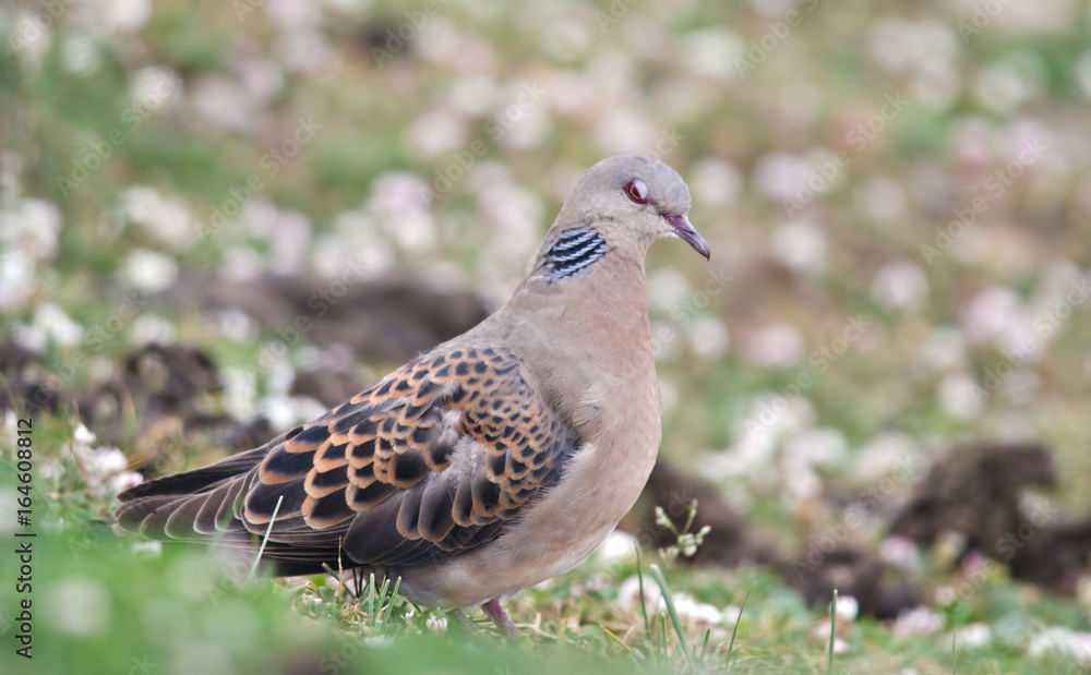Oriental turtle dove or rufous turtle dove (Streptopelia orientalis) observed in Auli in Uttarakhand, India Oriental turtle dove or rufous turtle dove (Streptopelia orientalis) observed in Auli in Uttarakhand, India
