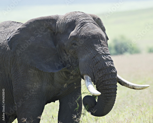 Elephant Lunch 5