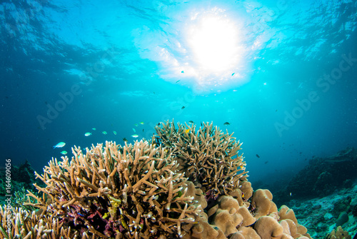 Underwater hard coral with bright color fish. Similan North Andaman Sea Thailand